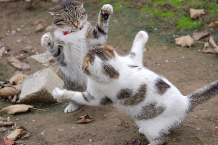 目を閉じて喧嘩する猫