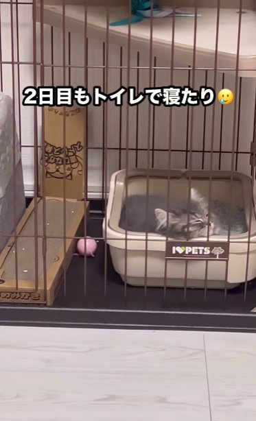 トイレで寝る猫