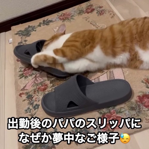 スリッパにスリスリする猫