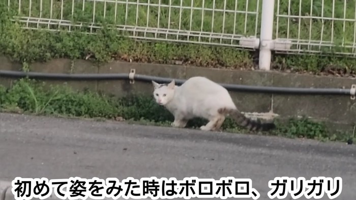 遠くにいる猫