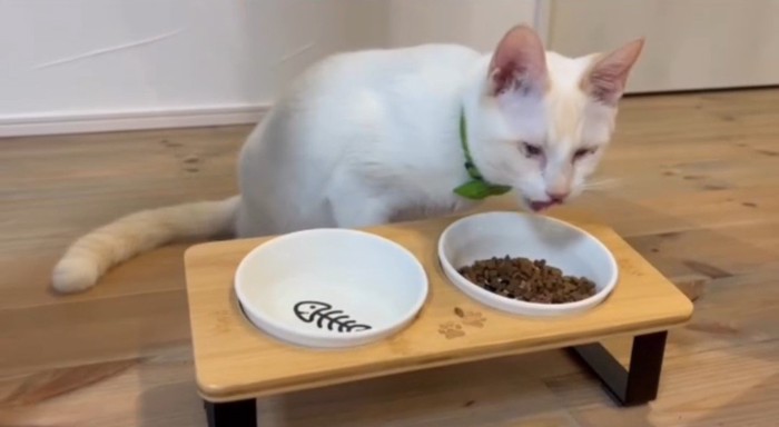 ごはんを食べる猫