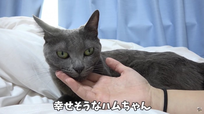 顎の下を撫でてもらう猫