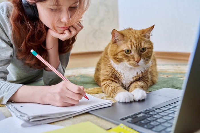 学生の横でパソコンを見る猫