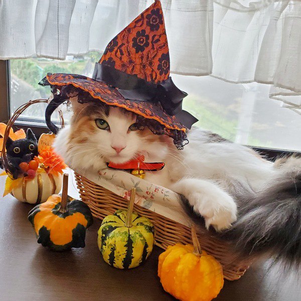 ハロウィンカゴに入った猫