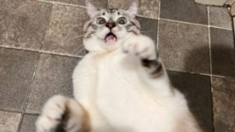 室内にいる猫