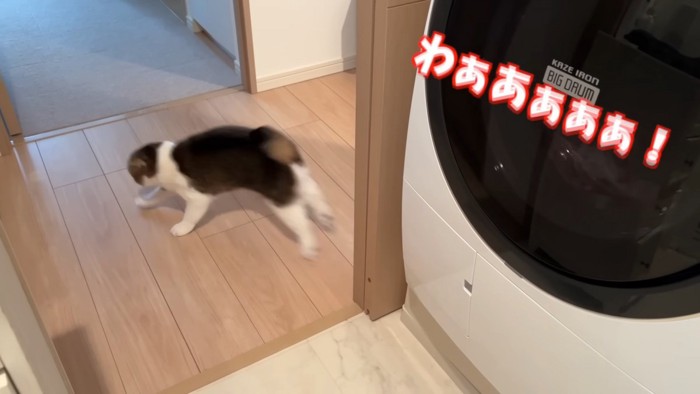 走る猫の後ろ姿