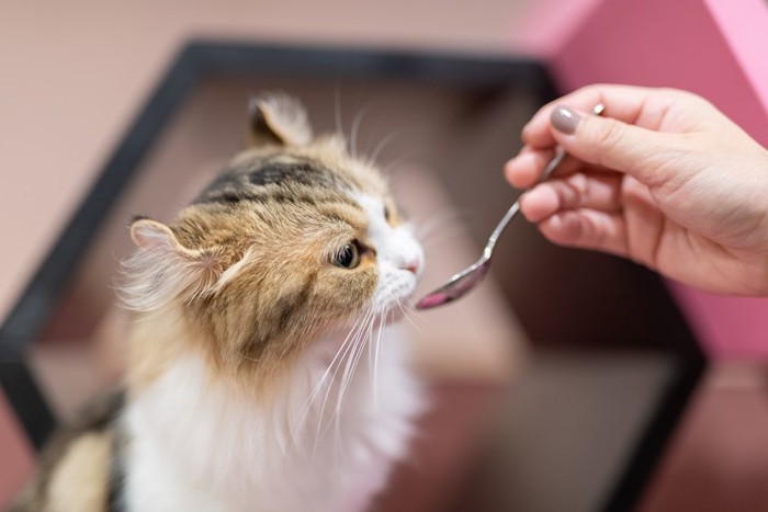 スプーンで食べさせてもらう猫