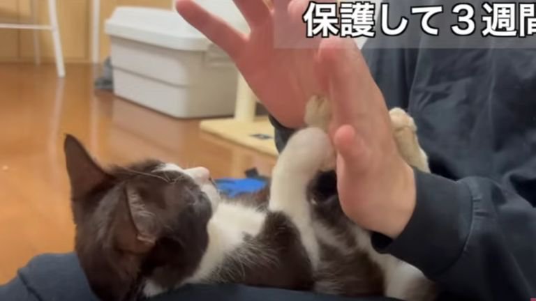 抱っこされている子猫