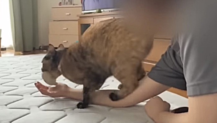 踏む位置をこだわる猫