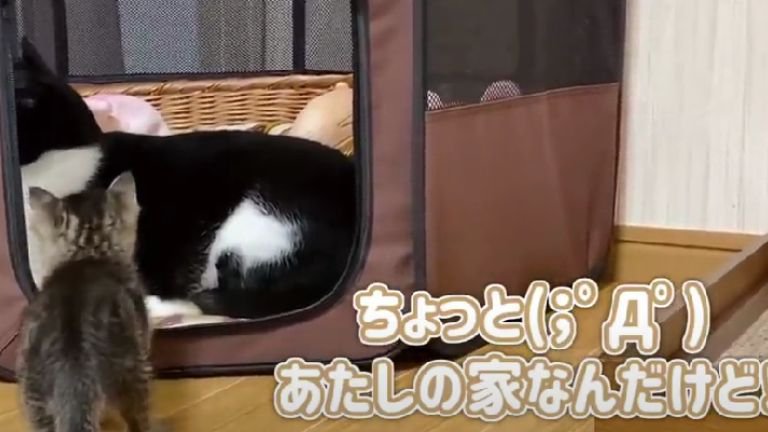 ハウスの中へ入る猫と見つめる子猫