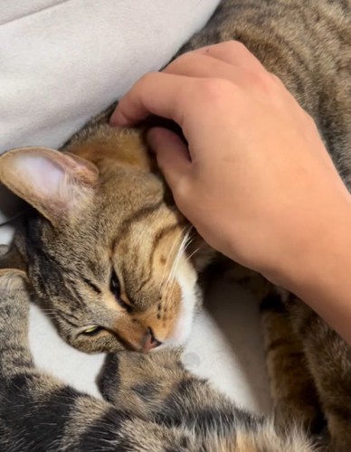 大きい猫を撫でる飼い主の手