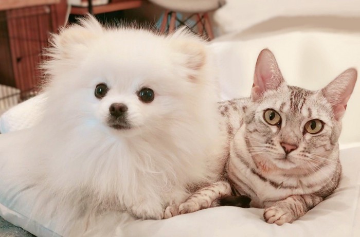 寄り添う犬猫