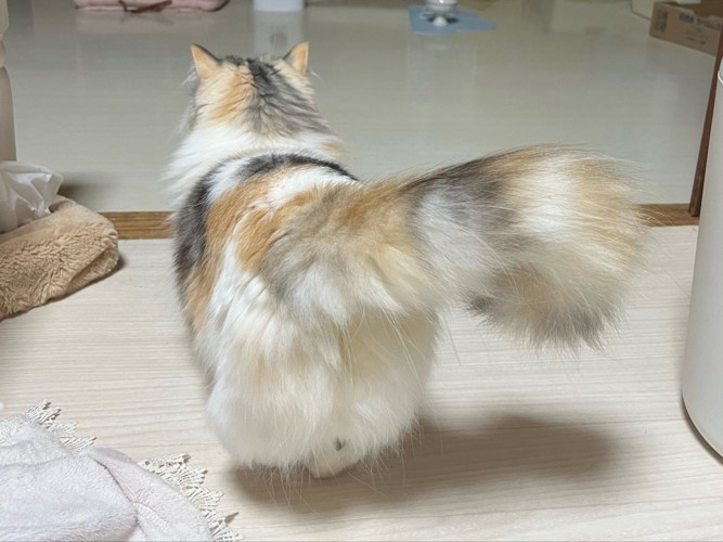 猫の後ろ姿（しっぽを横に振った瞬間）