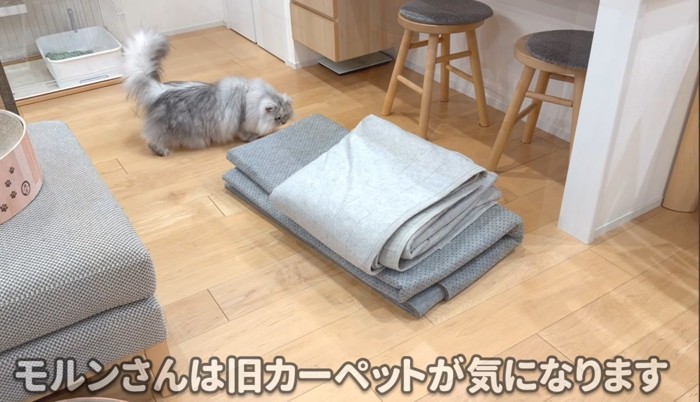 猫と旧カーペット