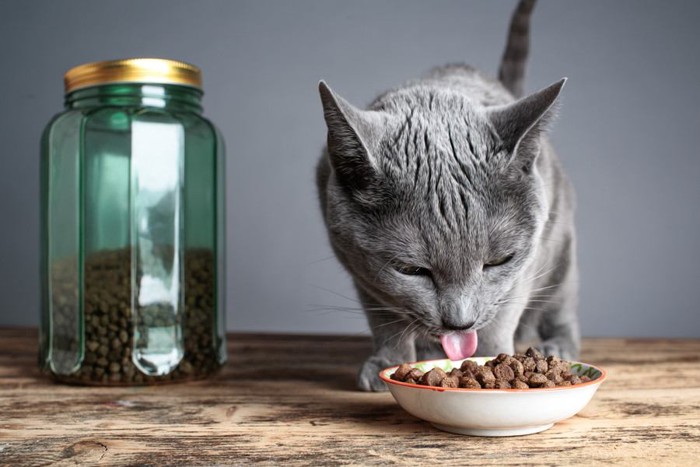 ご飯を食べる猫