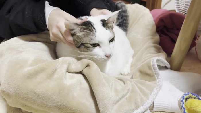 首付近をマッサージされる豆大福さん