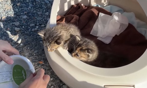 お皿を眺める2匹の子猫