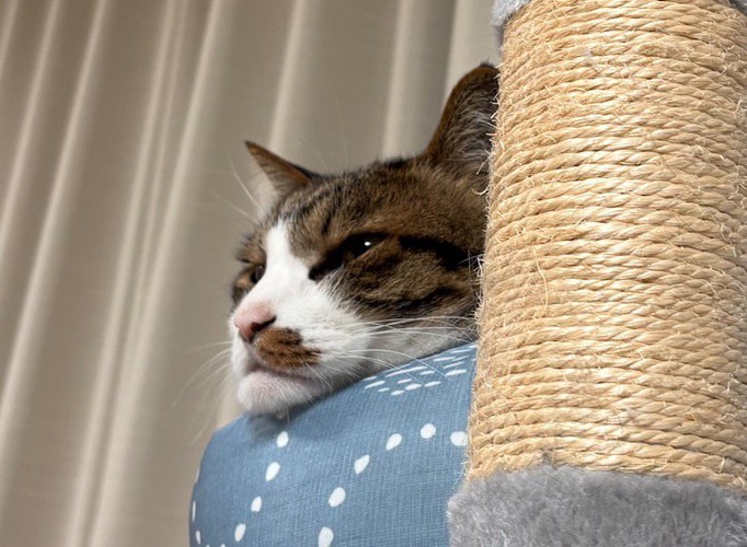 ペット用ベッドのフチにアゴを乗せてくつろぐ猫