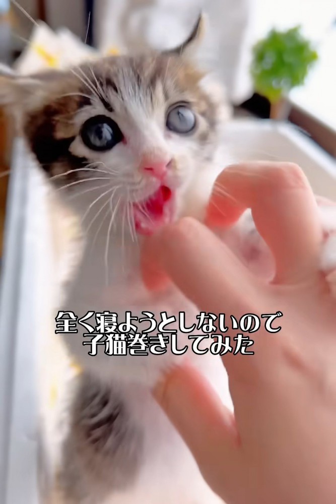 口を開ける子猫