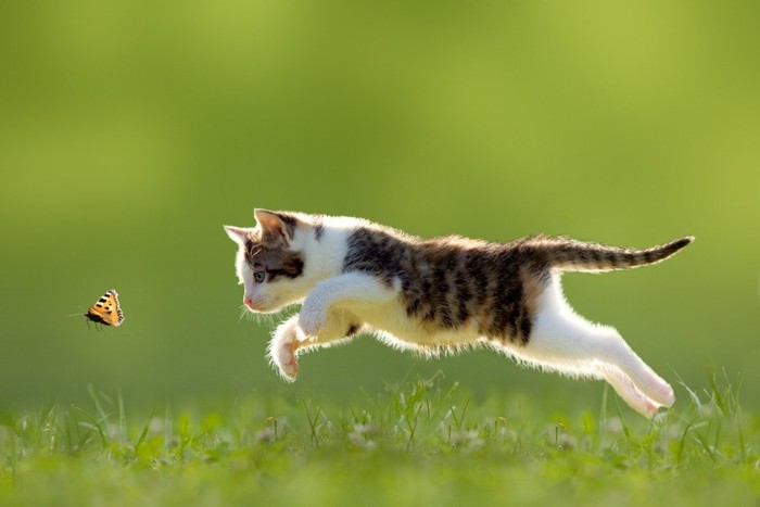 蝶を捕まえようとする猫