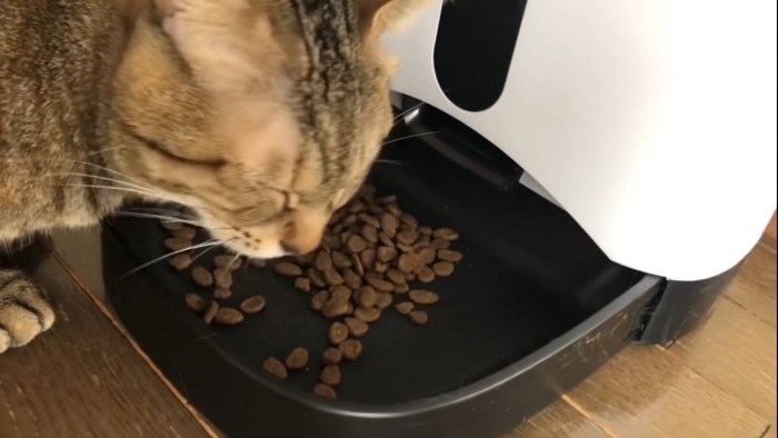 ご飯を食べる猫