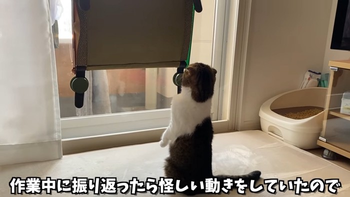 後ろ足で立ち上がる猫