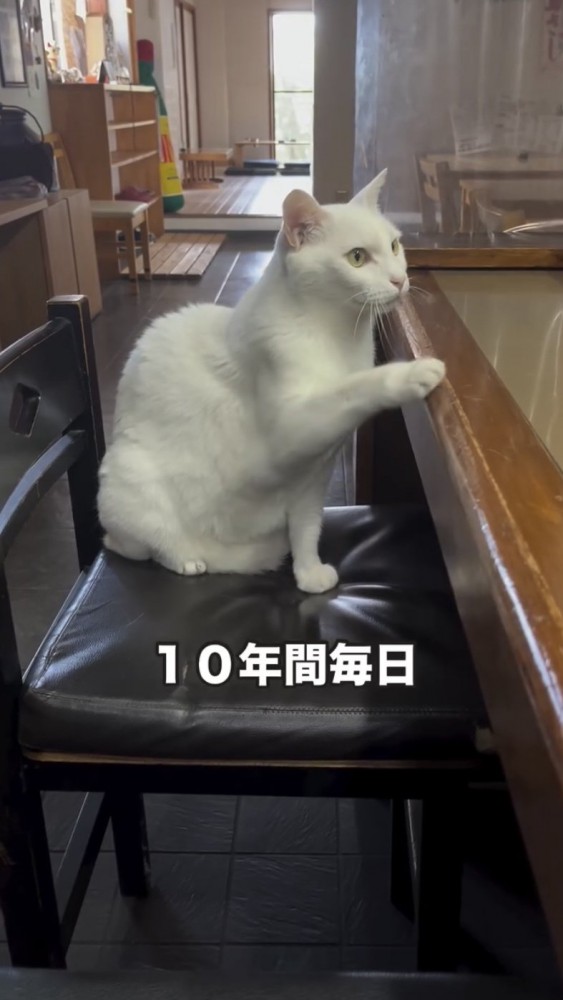 カウンター席に座る猫