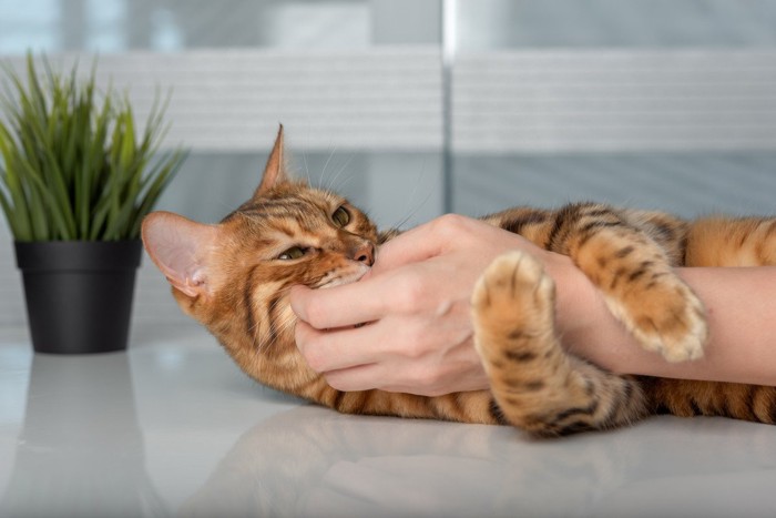 飼い主の腕にじゃれる猫