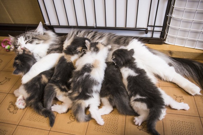 中絶をしていない授乳中の母猫と子猫たち