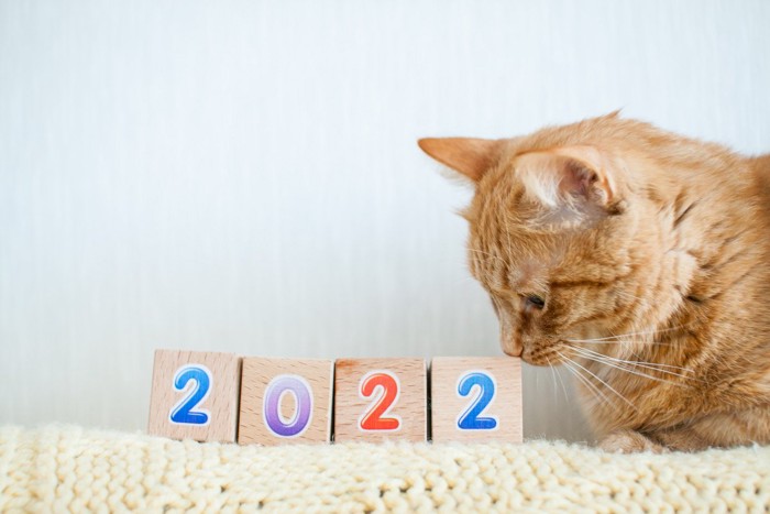 2022と猫