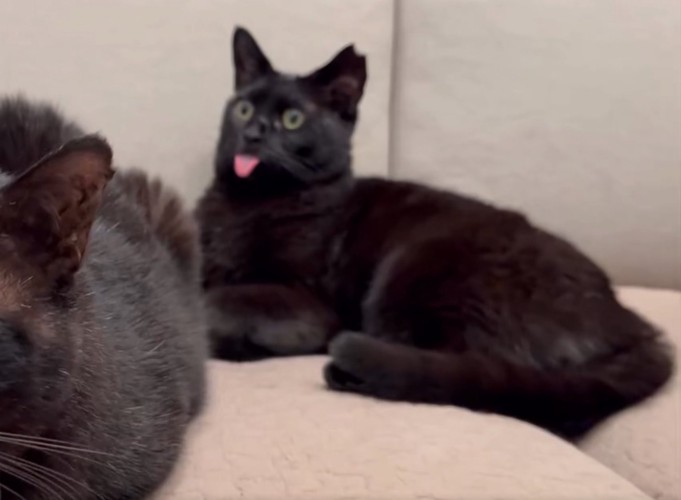 舌を出す黒猫