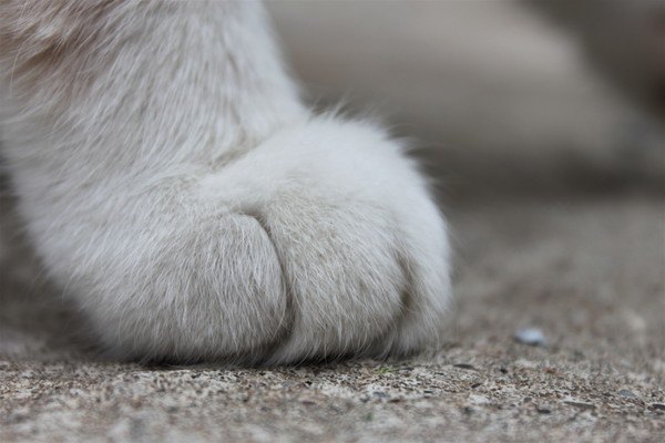 横からの猫の手のアップ