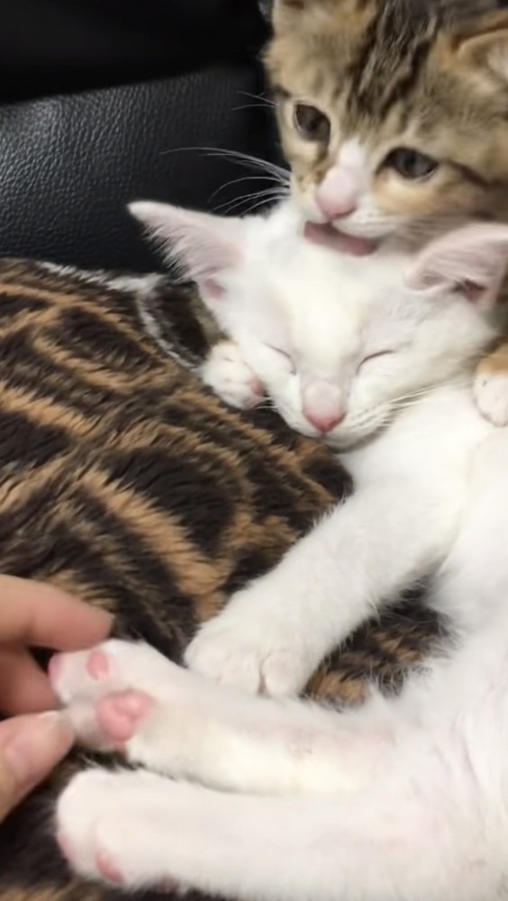 毛づくろいしている猫の写真2