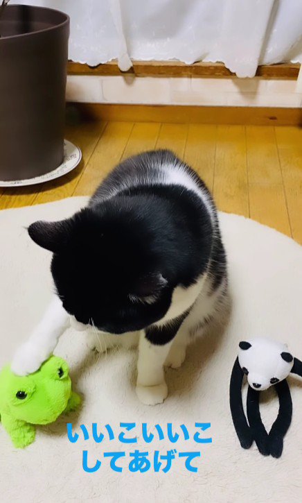 ぬいぐるみをなでる猫