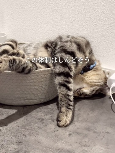 頭が床についている猫