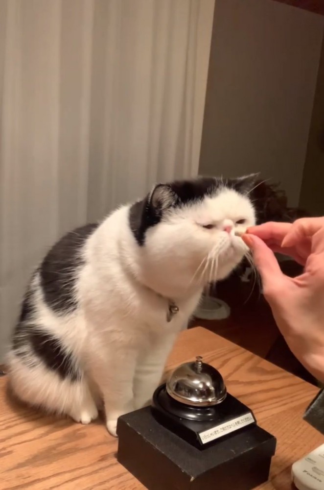 おやつを差し出される猫