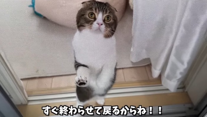 立つ猫