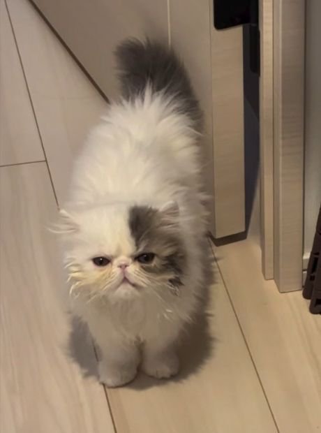 口を閉じて扉の側に立つ猫