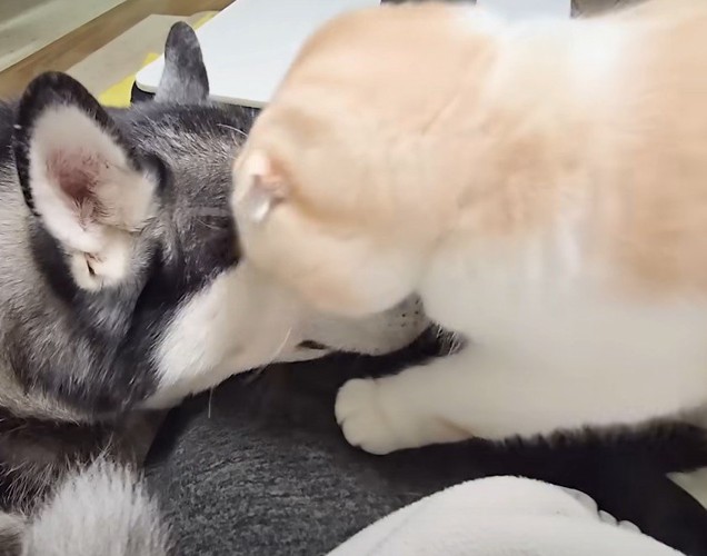犬を嗅ぐ猫