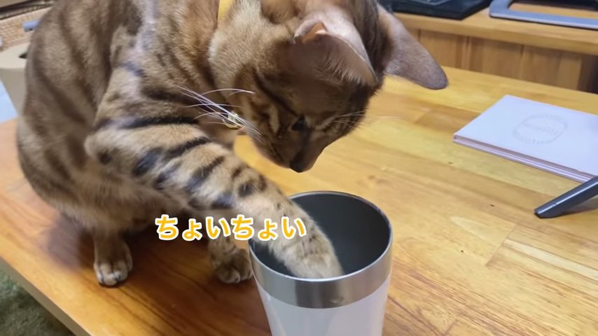 コップに前足を入れる猫