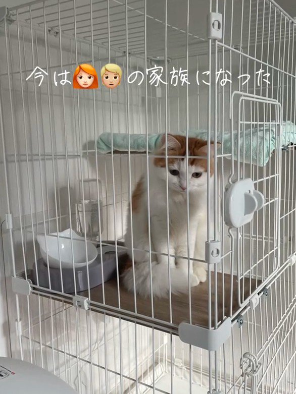 ケージの中にいる猫