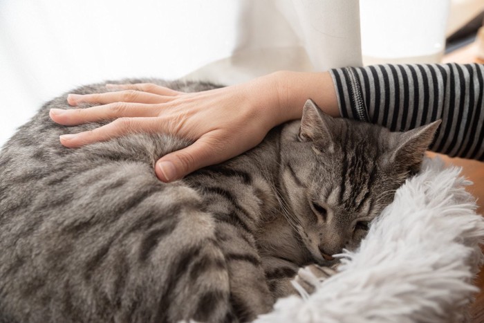 眠る猫を撫でる