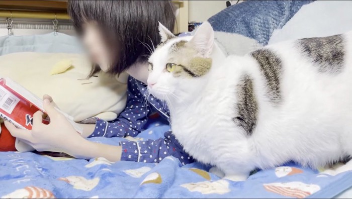 ベッドに肘をついて本を読む女の子の隣に立つ短毛猫