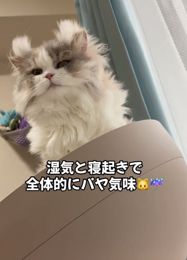 見下ろす猫