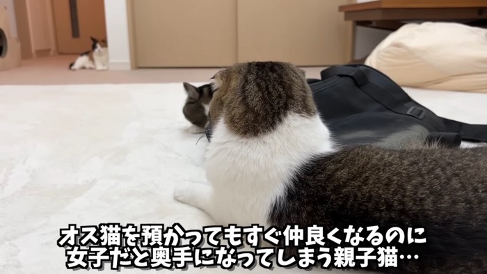 猫の後頭部