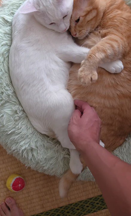 くっついている2匹の猫