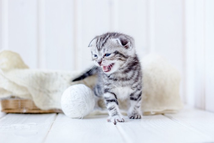 おもちゃの横で鳴いている子猫