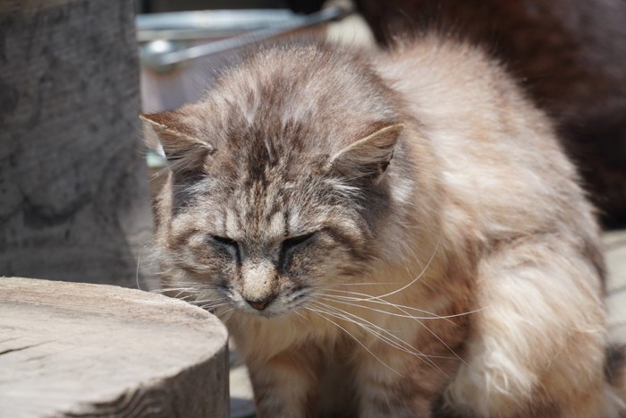 眠いのに必死に立っている猫