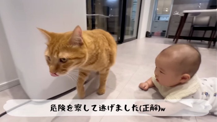 歩き出す猫