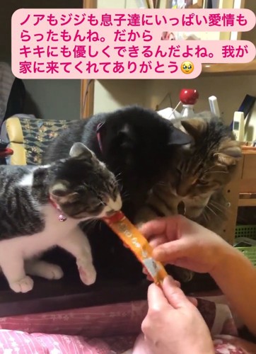 おやつを食べる子猫と成猫